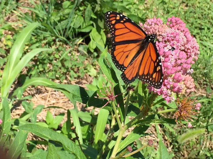 Male Monarch Butterfly taking a sip of nectar from some the pink flowers of milkweed.